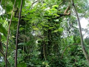 207 - Rainforest